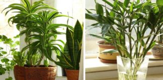 plantas