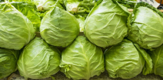 lechuga